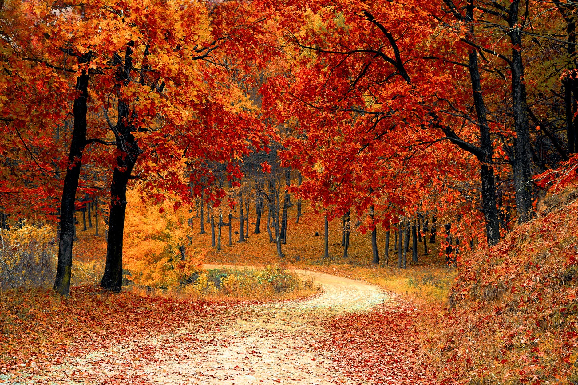 Fall Driving and Holiday Bank