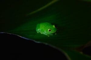 The frog and the Princess
