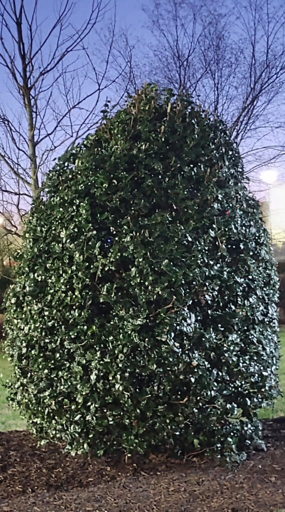 The frog and the Princess - The Bunny Bonanza