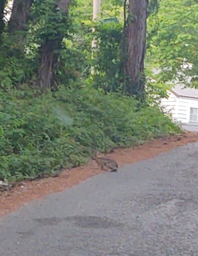 Swerve or No Swerve Which One is Best?