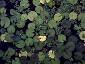 The frog and the Princess - A better destination