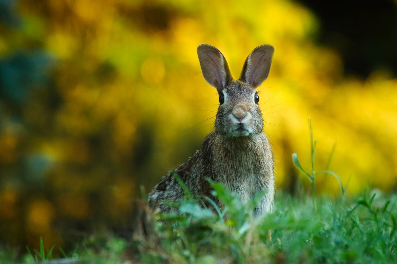 The frog and the Princess – Binky Bunny Love
