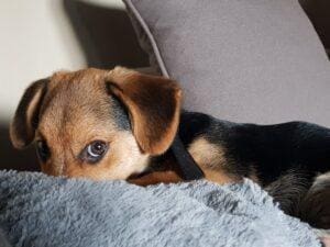 When furbabies attack, how to handle a cuddly cujo