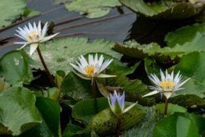 The frog and the Princess - On the run frog love