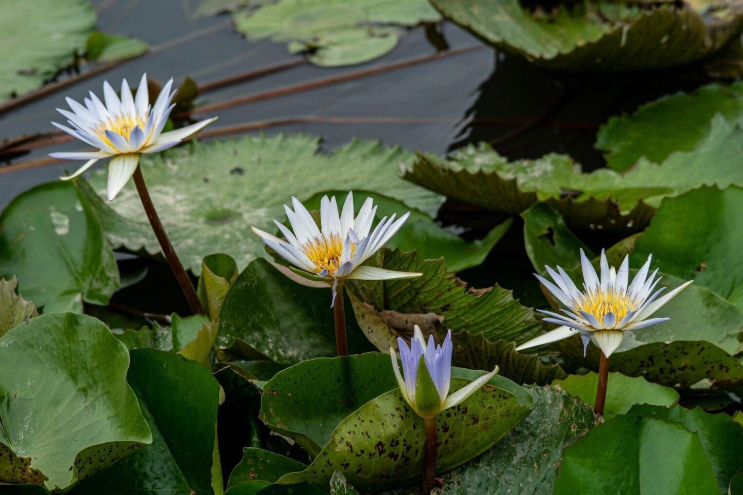 The frog and the Princess – On the run frog love