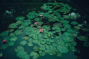 The frog and the Princess - A love so pond
