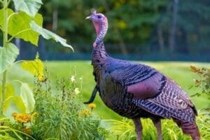 Thanksgiving delivery