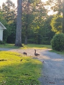 The easy side hustle for the new courier