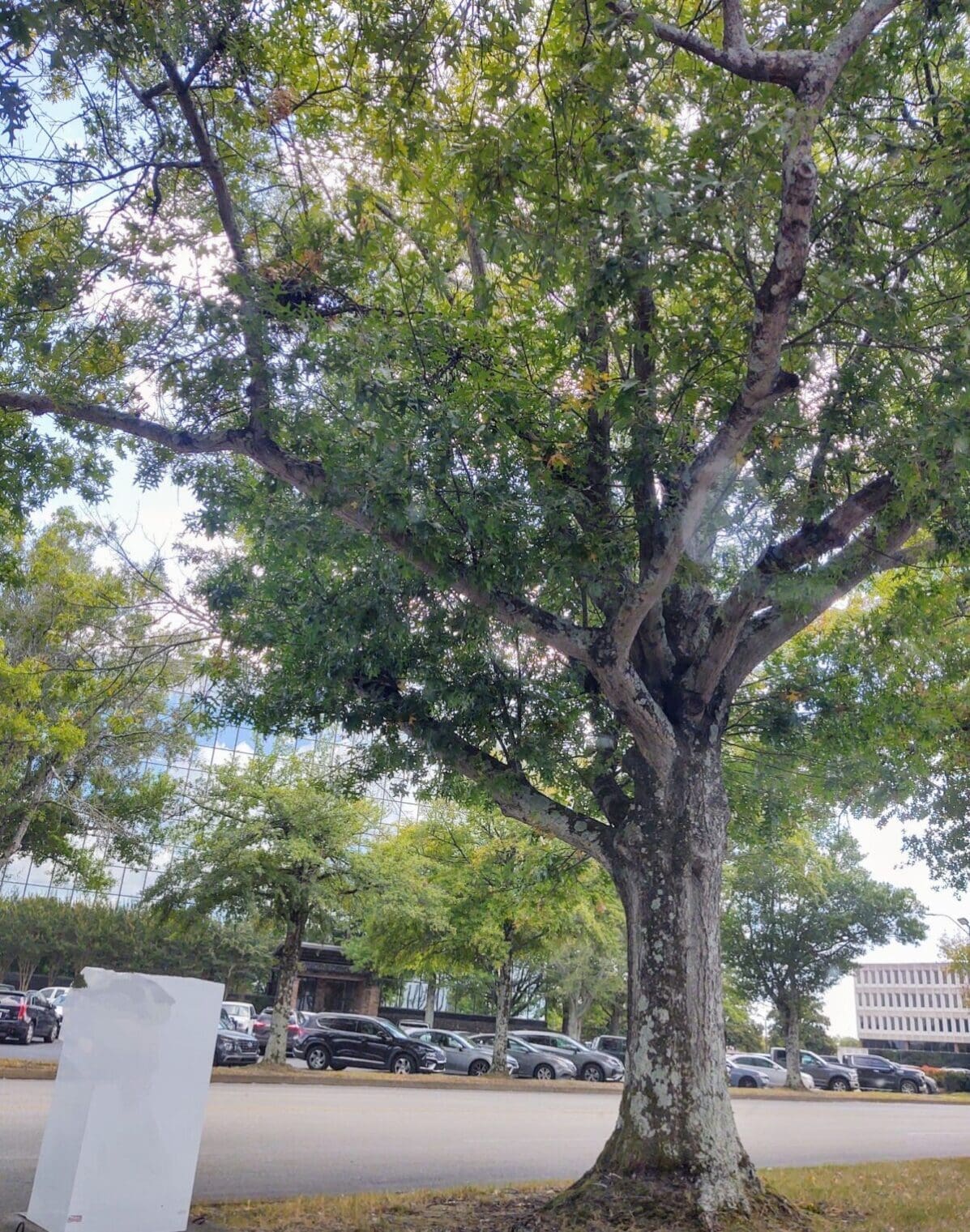 How to pick the best delivery app for sidehustle money